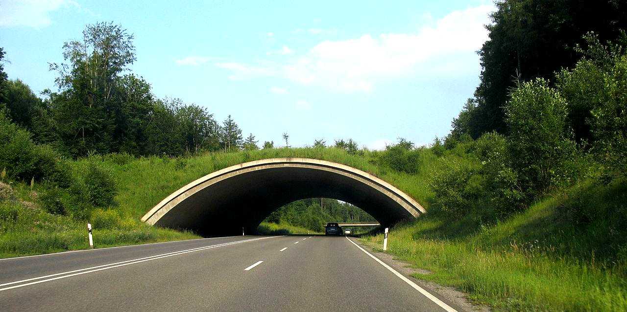 Enlarged view: Wildlife crossing (CC BY-SA 3.0 by Klaus Foehl via Wikimedia Commons)
