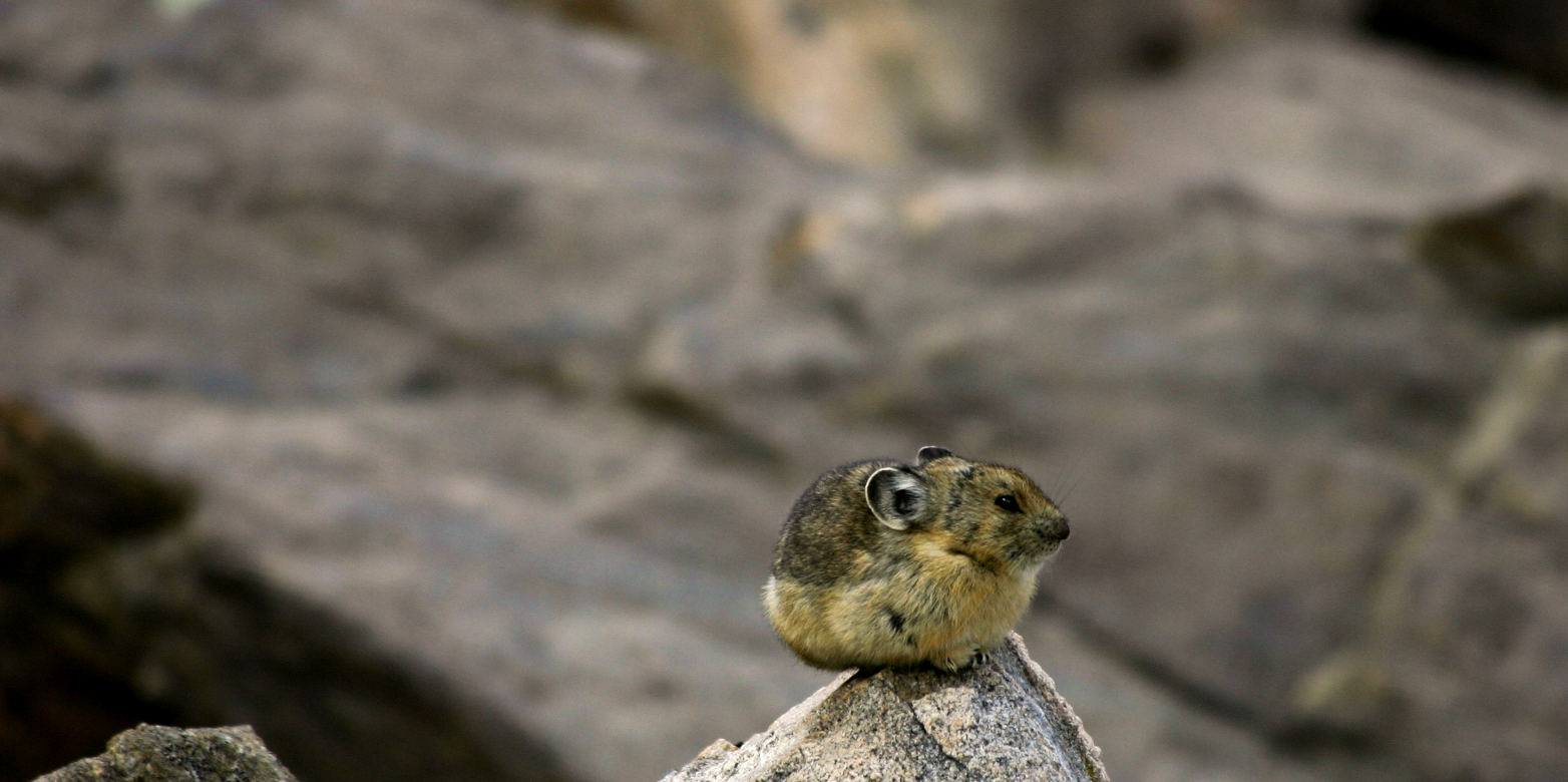 Enlarged view: American pika, considered an indicator species for climate change (Photo: M. Tobin via EcoWest)