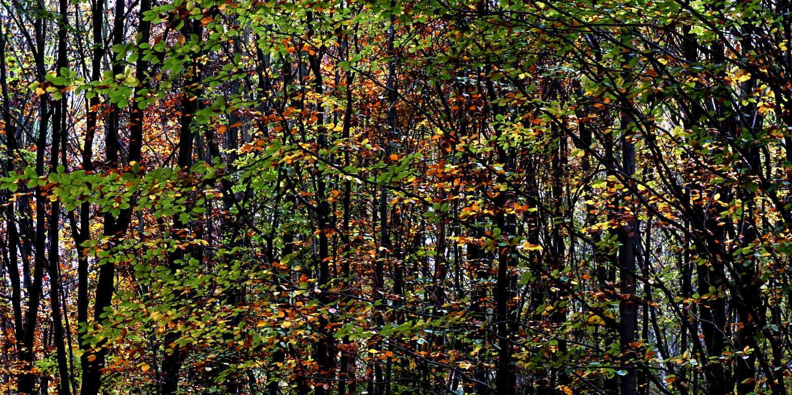 Enlarged view: Autumn in the forest ( CC BY-NC 3.0 / o-media.org )