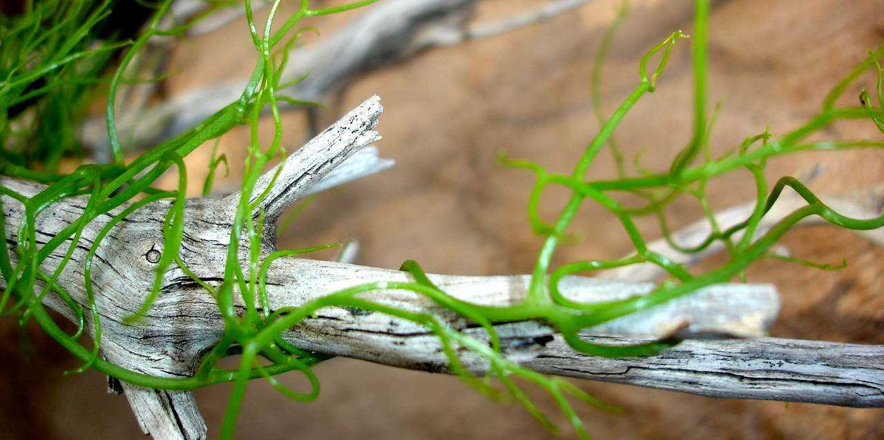 Vergrösserte Ansicht: Treibholz mit grünen Algen (CC0 1.0 by brogers via Pixabay)